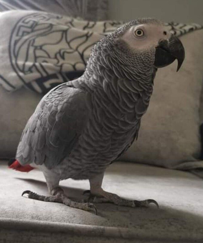 Male Baby African Gray Parrot 