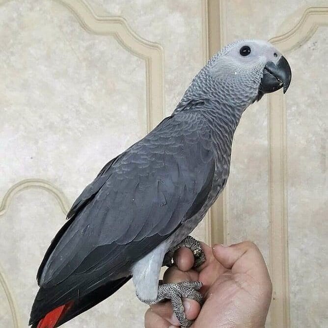 Male African Grey Parrot 