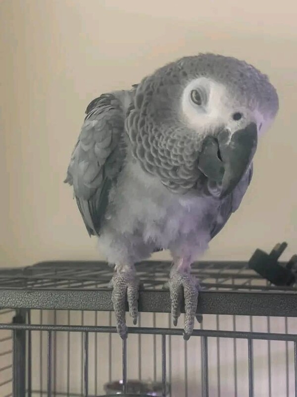 Female Baby African Gray Parrot 
