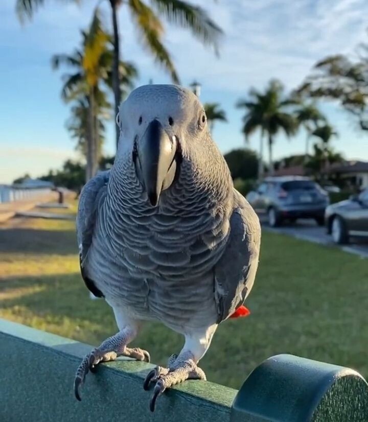 Female Baby African Gray Parrot 
