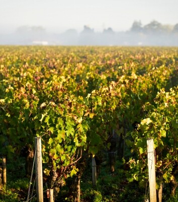 Haut Medoc