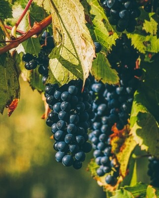 Rote Rebsorten