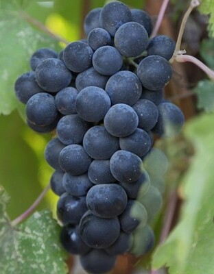 Cabernet Sauvignon
