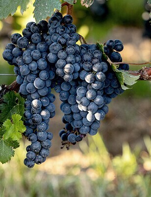 Merlot