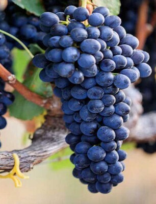 Syrah