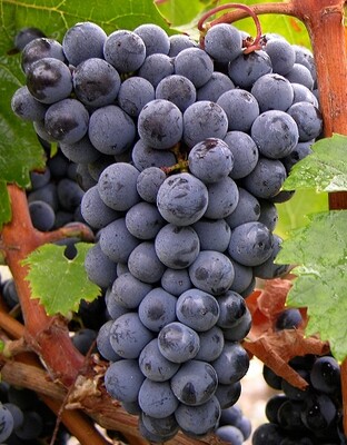 Cabernet Franc
