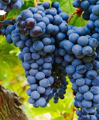 Grenache