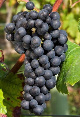 Pinot Noir