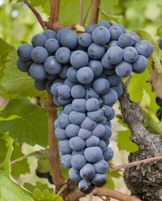 Mourvedre