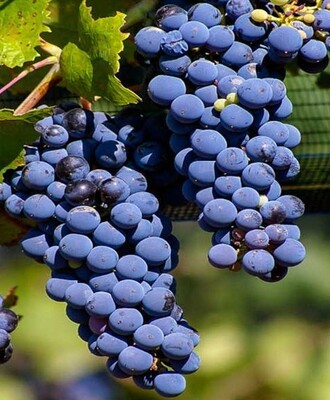 Malbec