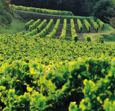 Cotes de Blaye