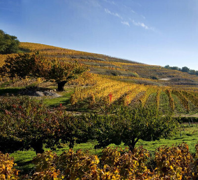 Crozes Hermitage