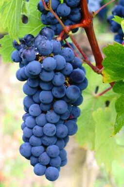 Carmenere