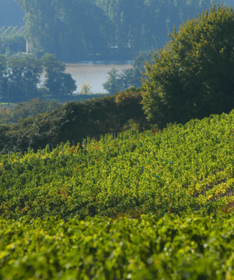 Fronsac Primeur 2023