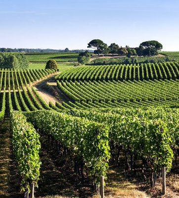 Montagne de Saint-Emilion Primeur 2023