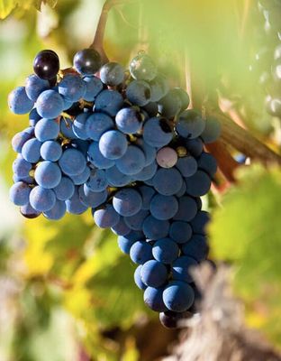 Gamay