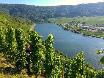 Mosel-Saar-Ruwer