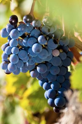 Cinsault