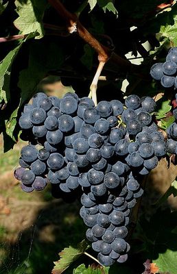 Carignan