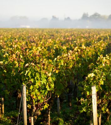 Haut Medoc Primeur 2025