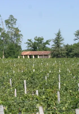 Chateau Haura Weingut