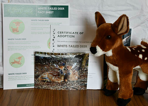 Adopt an Animal: White-tailed Deer Fawn  ($25 without stuffed animal)