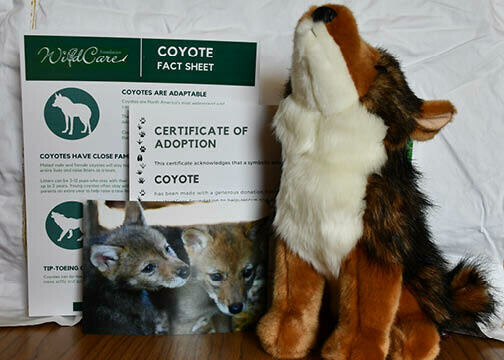 Adopt an Animal: Coyote ($25 without stuffed animal)
