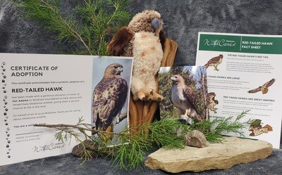 Adopt an Animal: Red Tailed Hawk ($25 without stuffed animal)