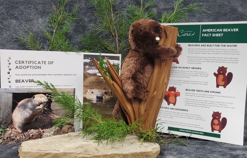 Adopt an Animal: North American Beaver ($25 without stuffed animal)