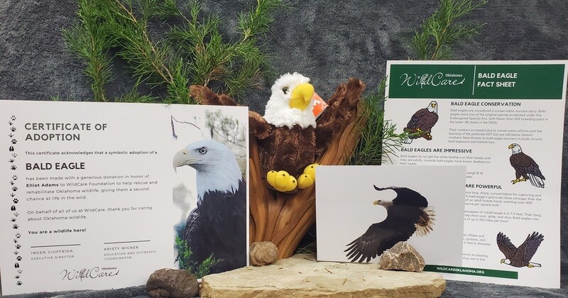 Adopt an Animal: Bald Eagle ($25 without stuffed animal)