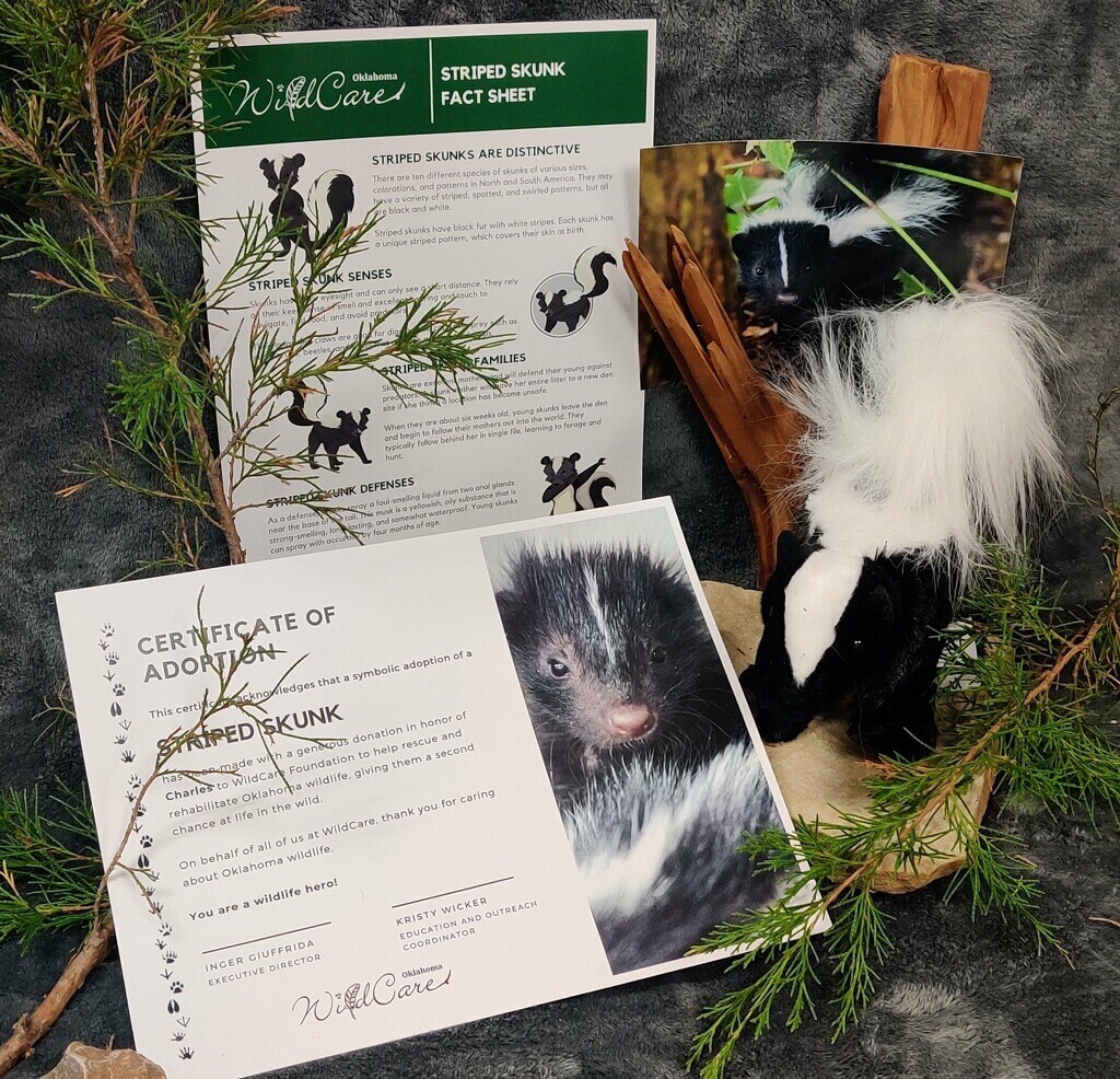 Adopt an Animal: Striped Skunk ($25 without stuffed animal)
