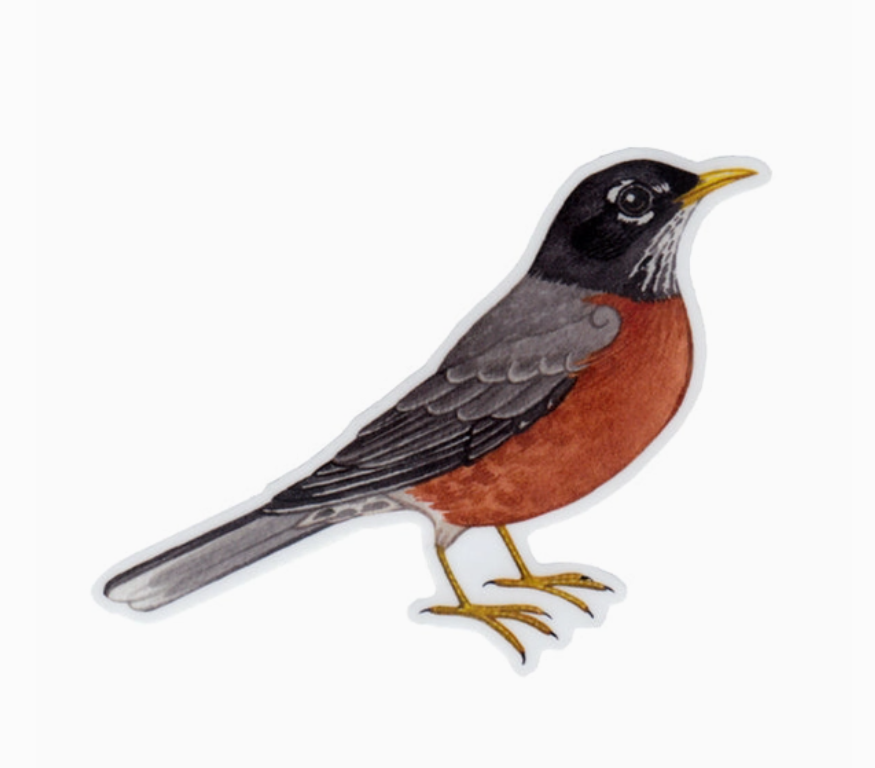 Sticker:  American Robin