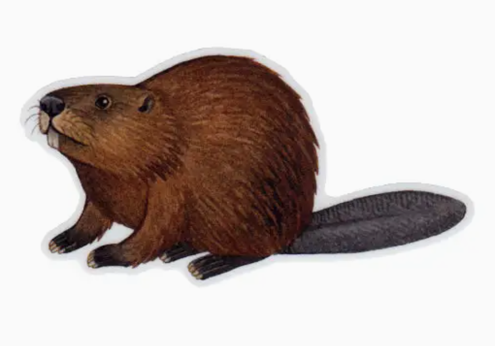 Sticker:  Beaver
