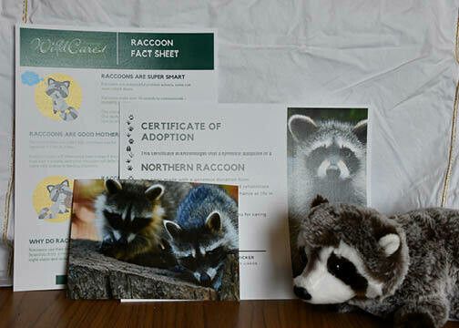 Adopt an Animal: Northern Raccoon ($25 without stuffed animal)