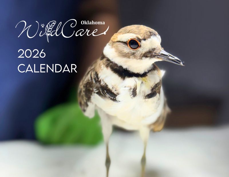 Calendar: WildCare 2026