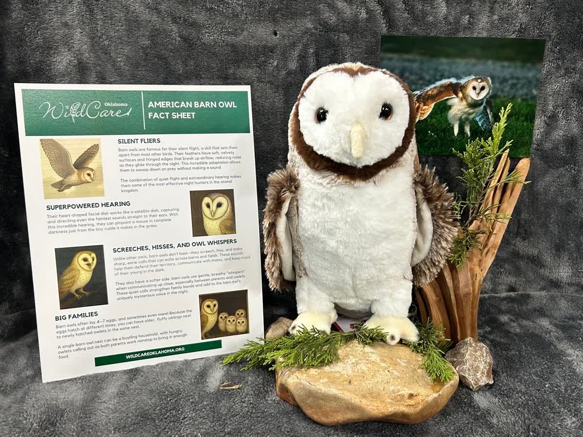 Adopt an Animal: NEW Barn Owl ($25 without stuffed animal)