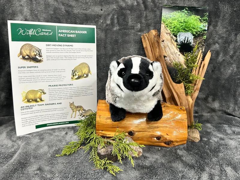 Adopt an Animal: NEW American Badger ($25 without stuffed animal)