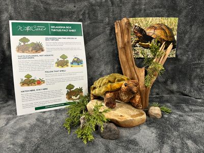 Adopt an Animal: NEW Box Turtle ($25 without stuffed animal)