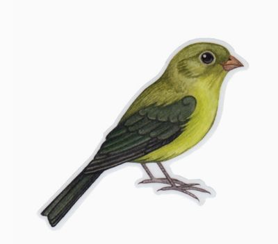 Sticker:  Painted Bunting Female