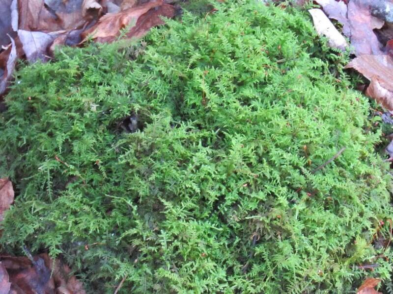 Fern Moss