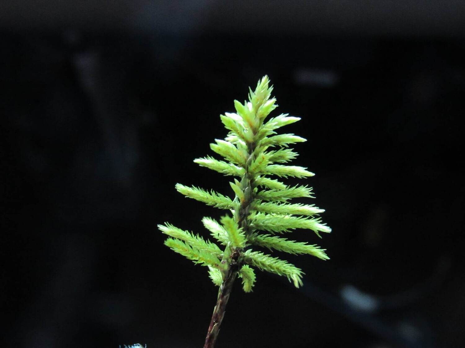 American tree moss