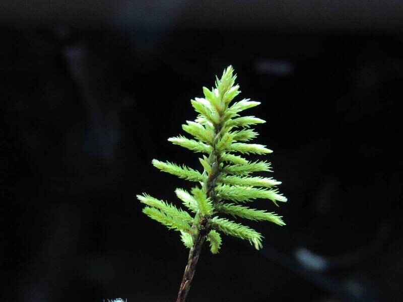 American tree moss