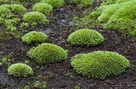 cushion moss