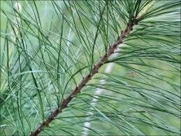 Eastern White Pine needles