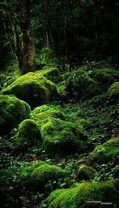 Mystery moss mixer!