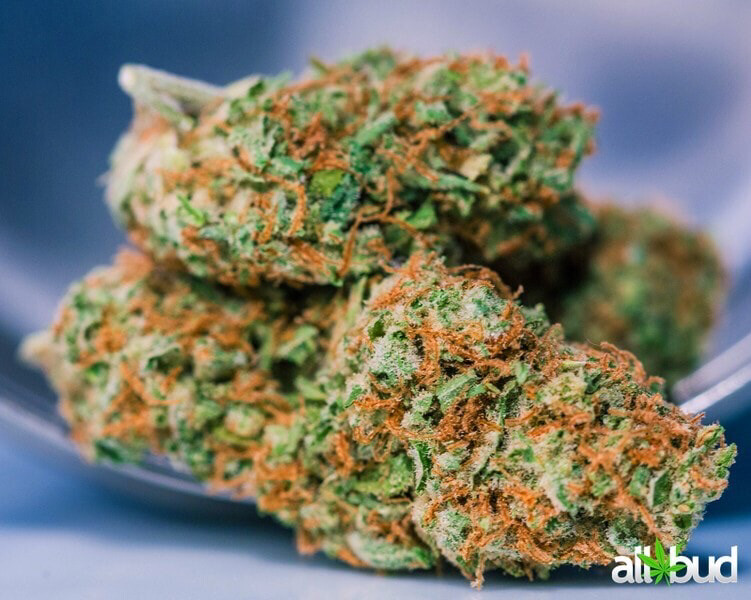 Blue Dream Green Crack