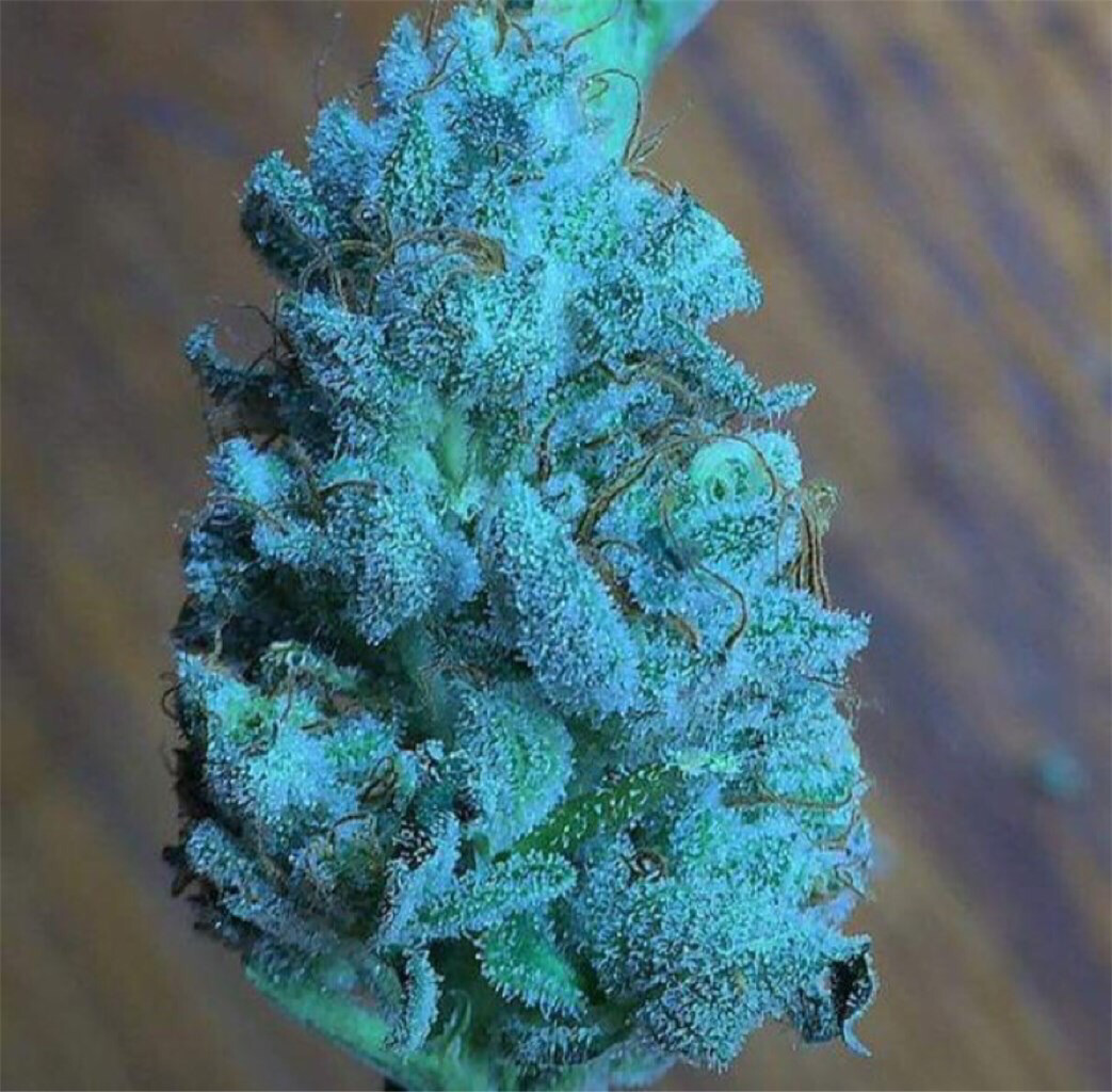 Frosty Blue Og