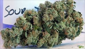 Sour Diesel Og Kush  Sour Diesel Blue Dreams