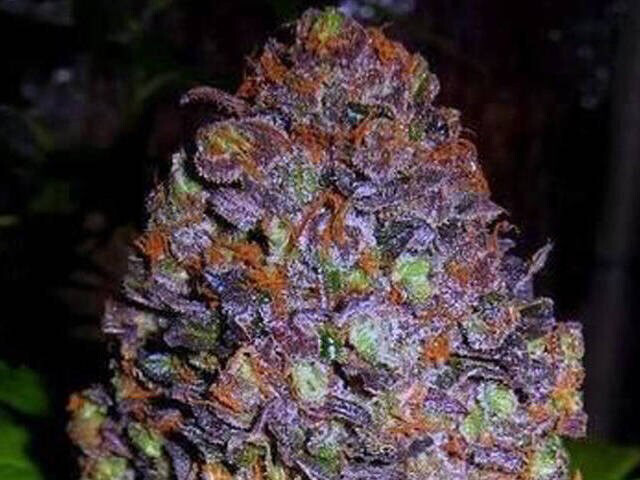 Purple Haze