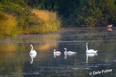 Guenther Pond Swans